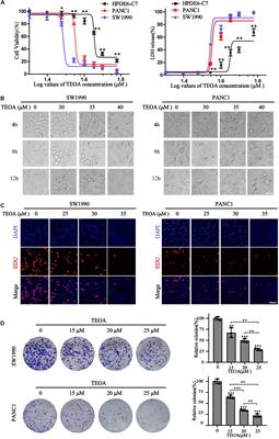 TEOA Promotes Autophagic Cell Death via ROS-Mediated Inhibition of mTOR/p70S6k Signaling Pathway in <mark class="highlighted">Pancreatic Cancer Cells</mark>